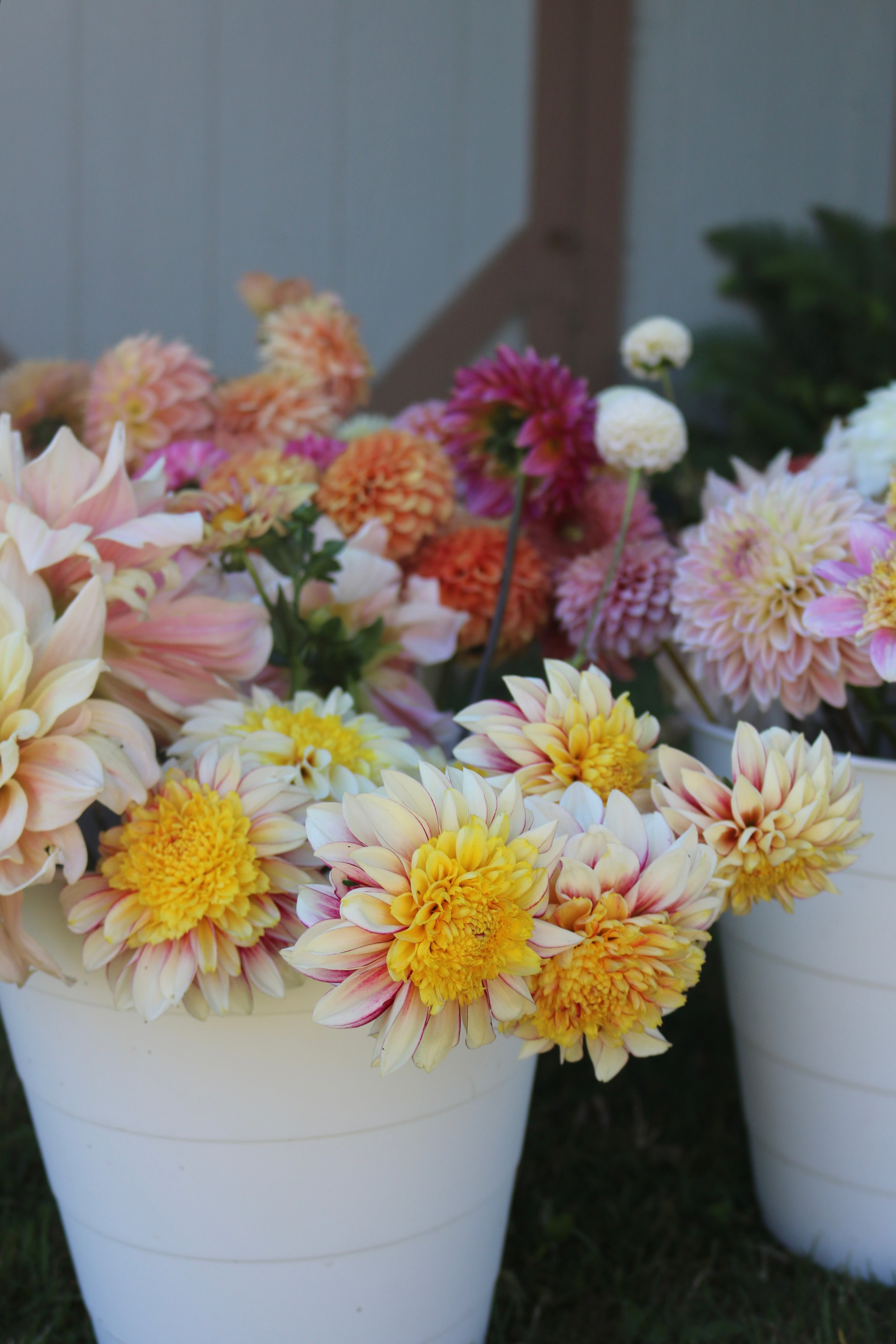 Bulk Fresh Flower Buckets