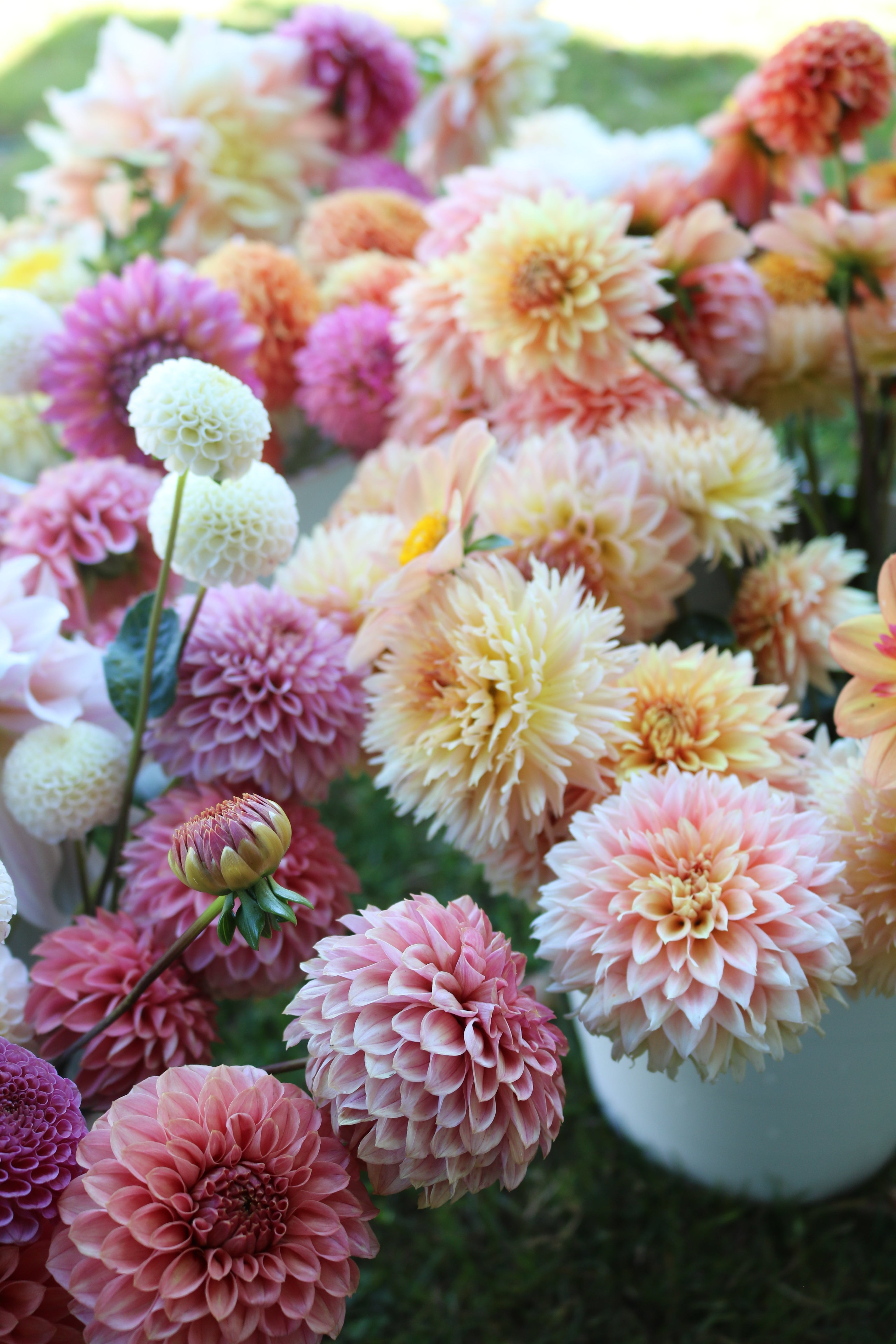 Formal Decorative