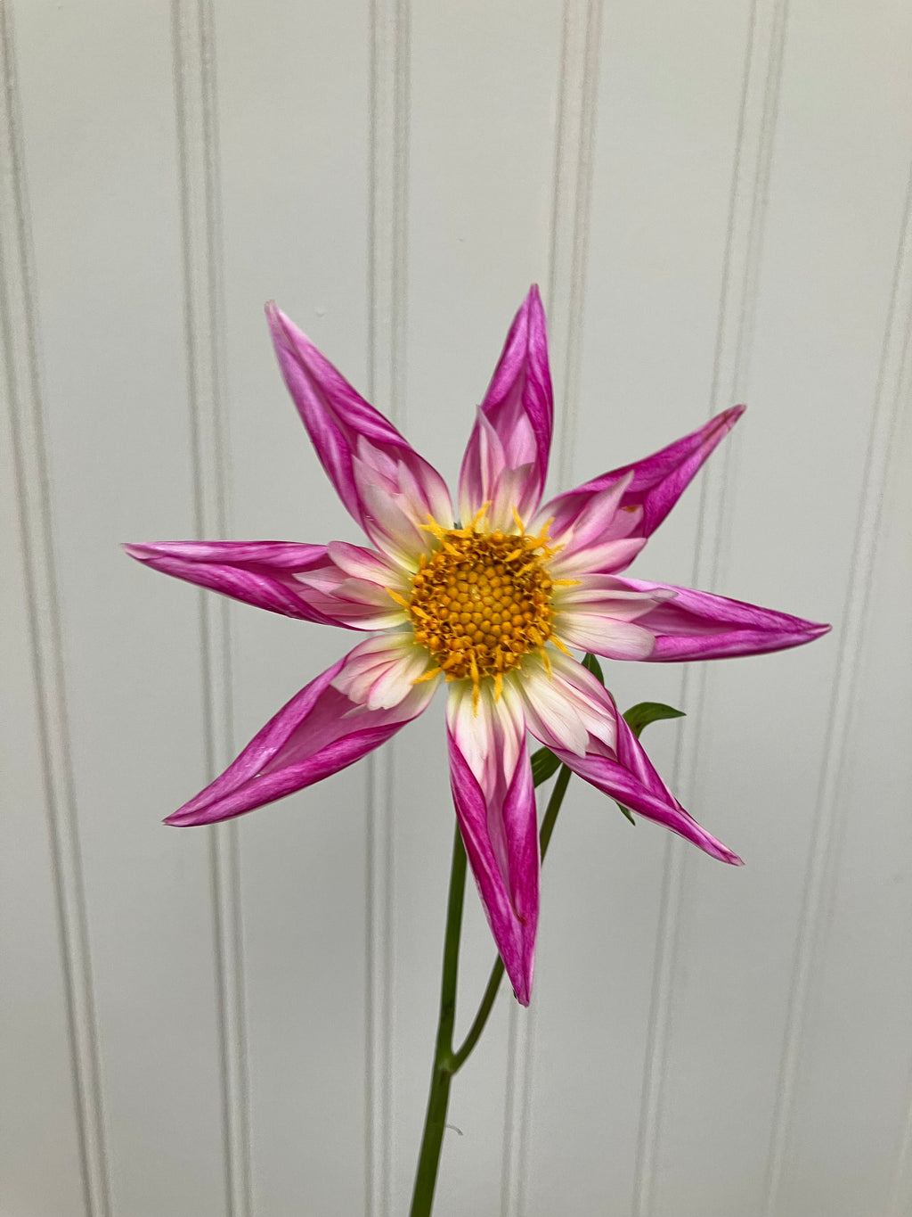 Raeann's Antares