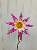 Raeann's Antares