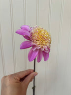 Alpen Pearl