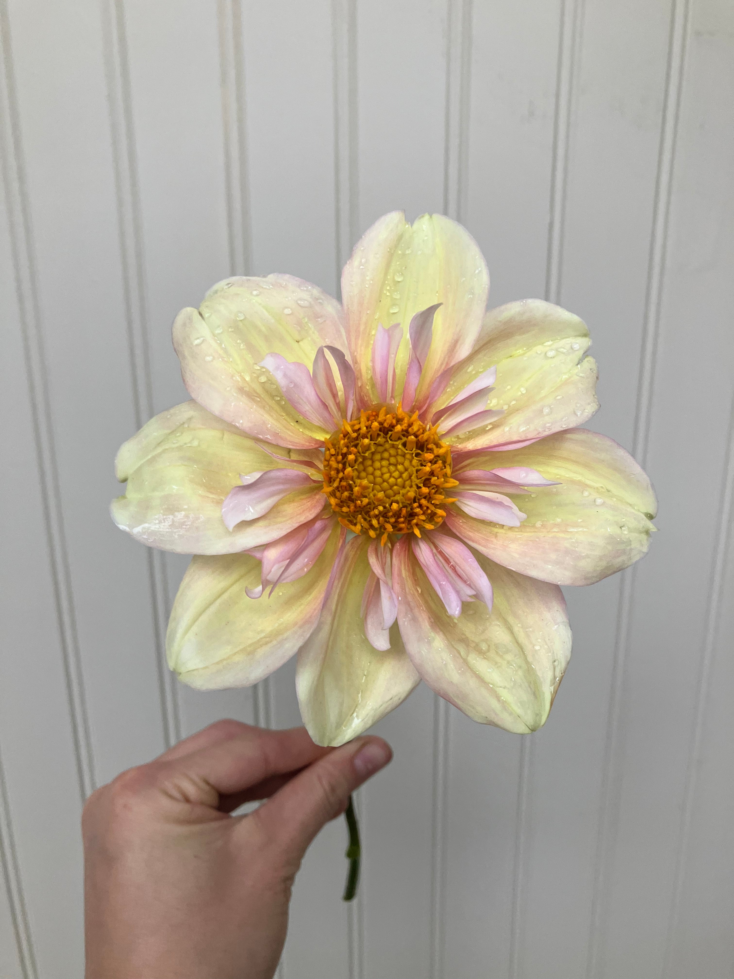 Appleblossom