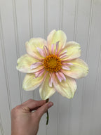 Appleblossom