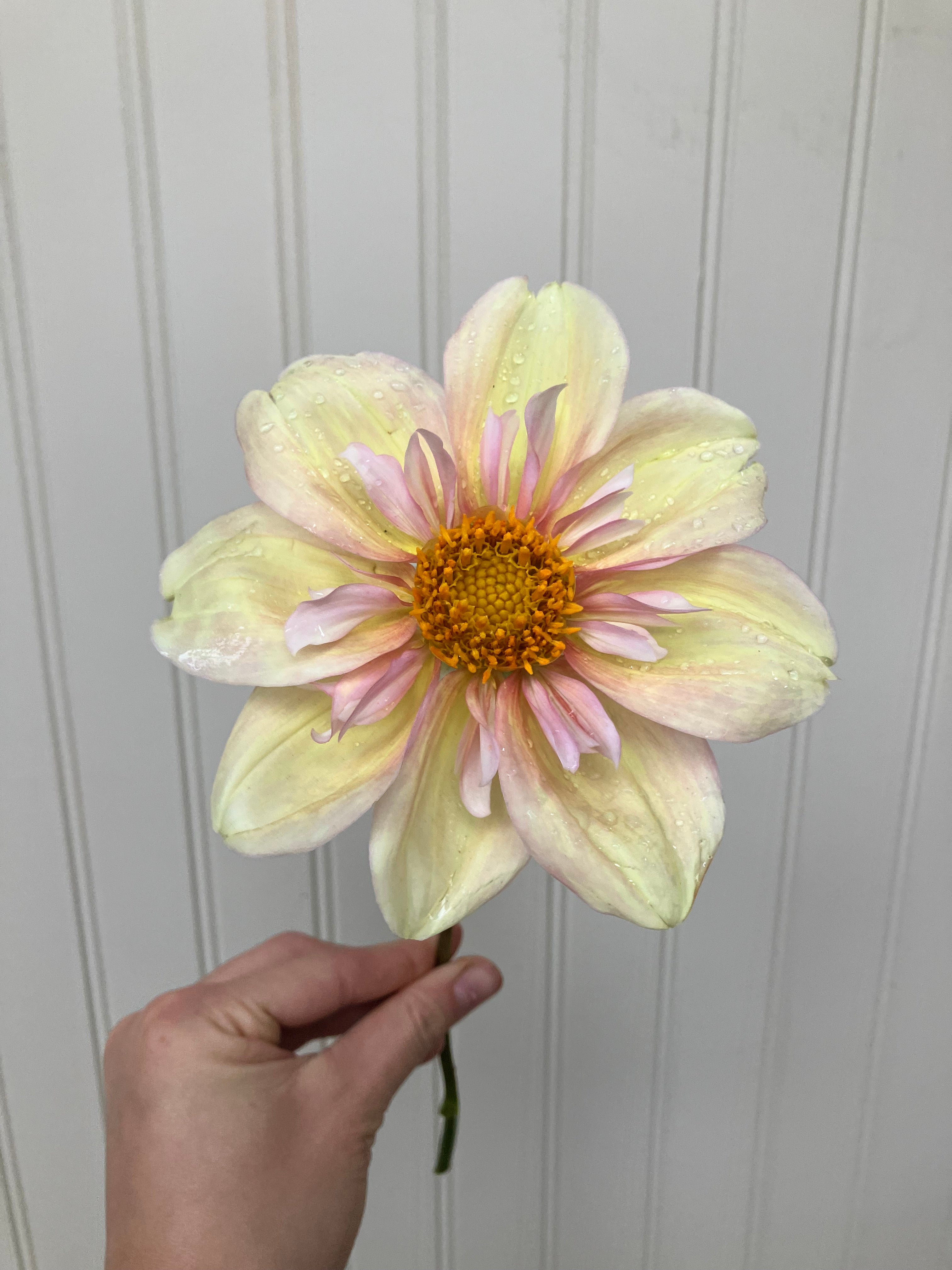 Appleblossom