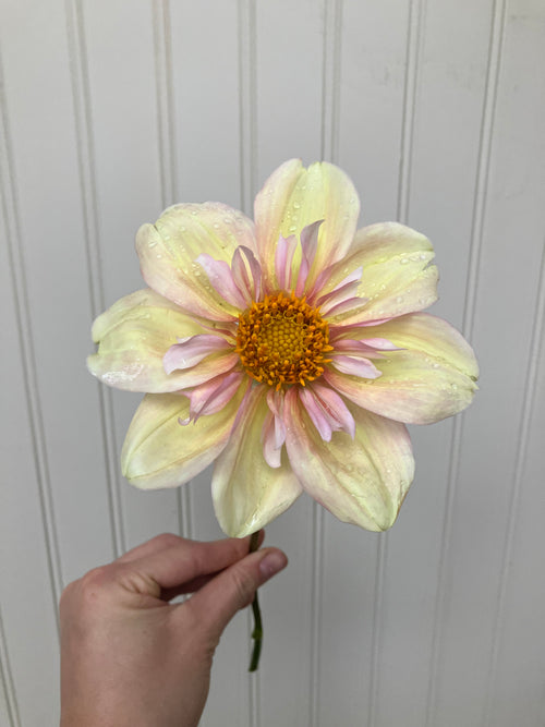 Appleblossom