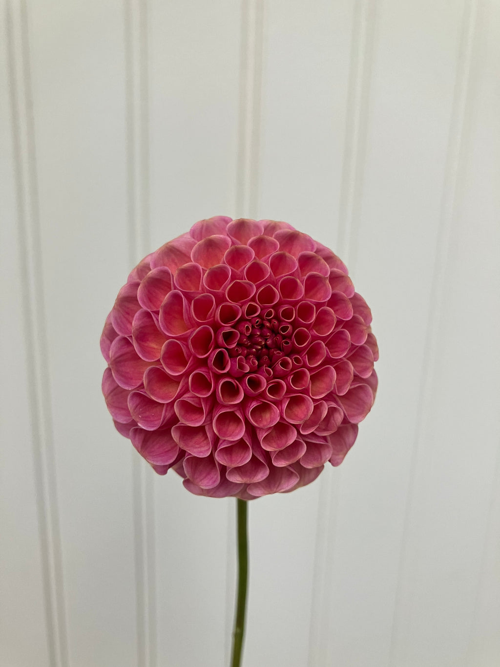 Koko Puff
