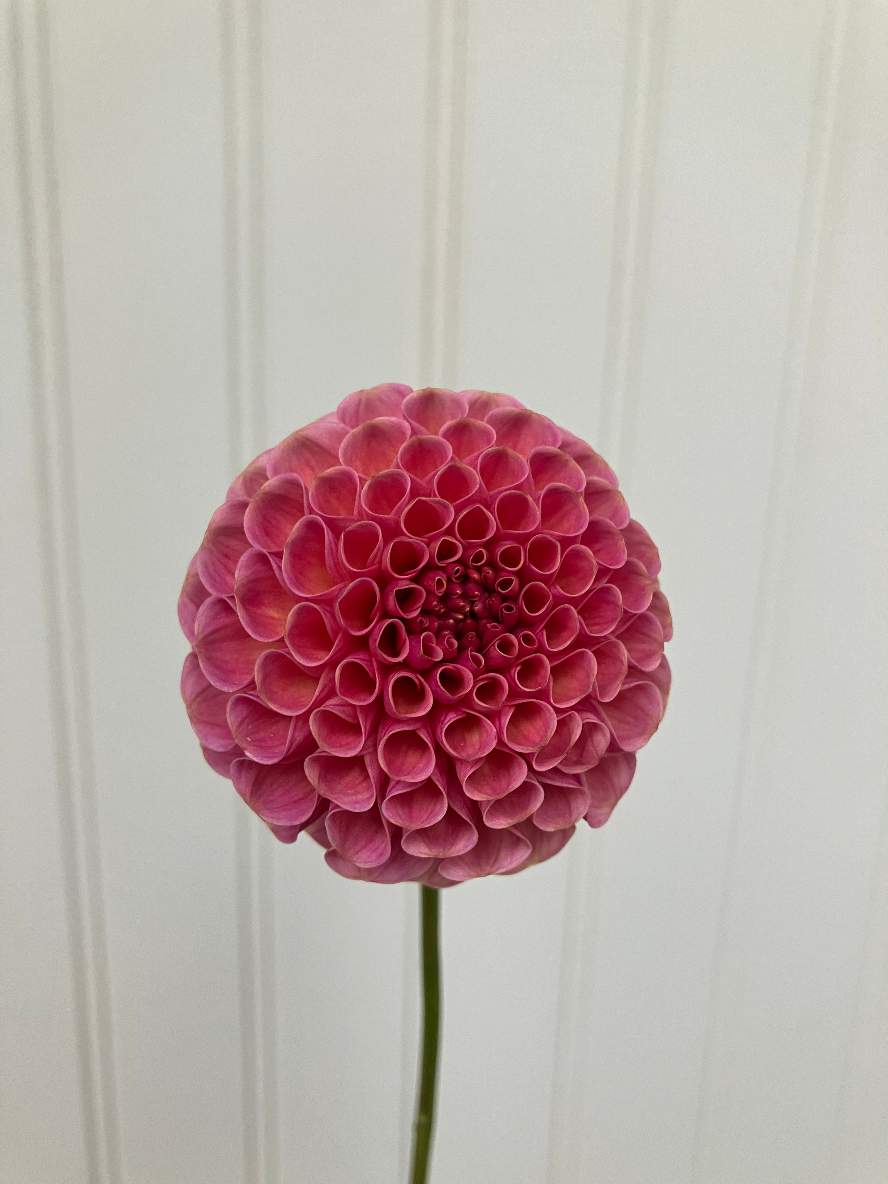 Koko Puff