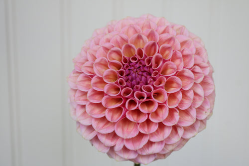 Bracken Rose
