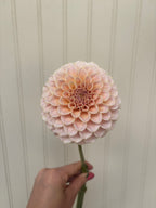KA’s™ Cinder Rose