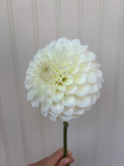 Brookside Snowball
