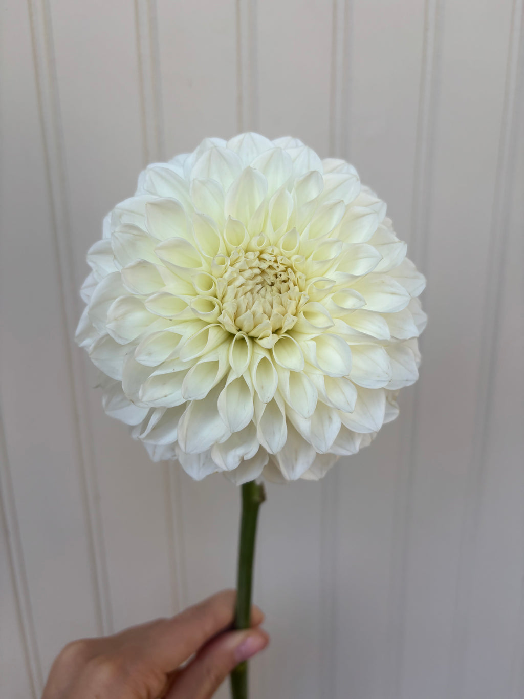 Brookside Snowball