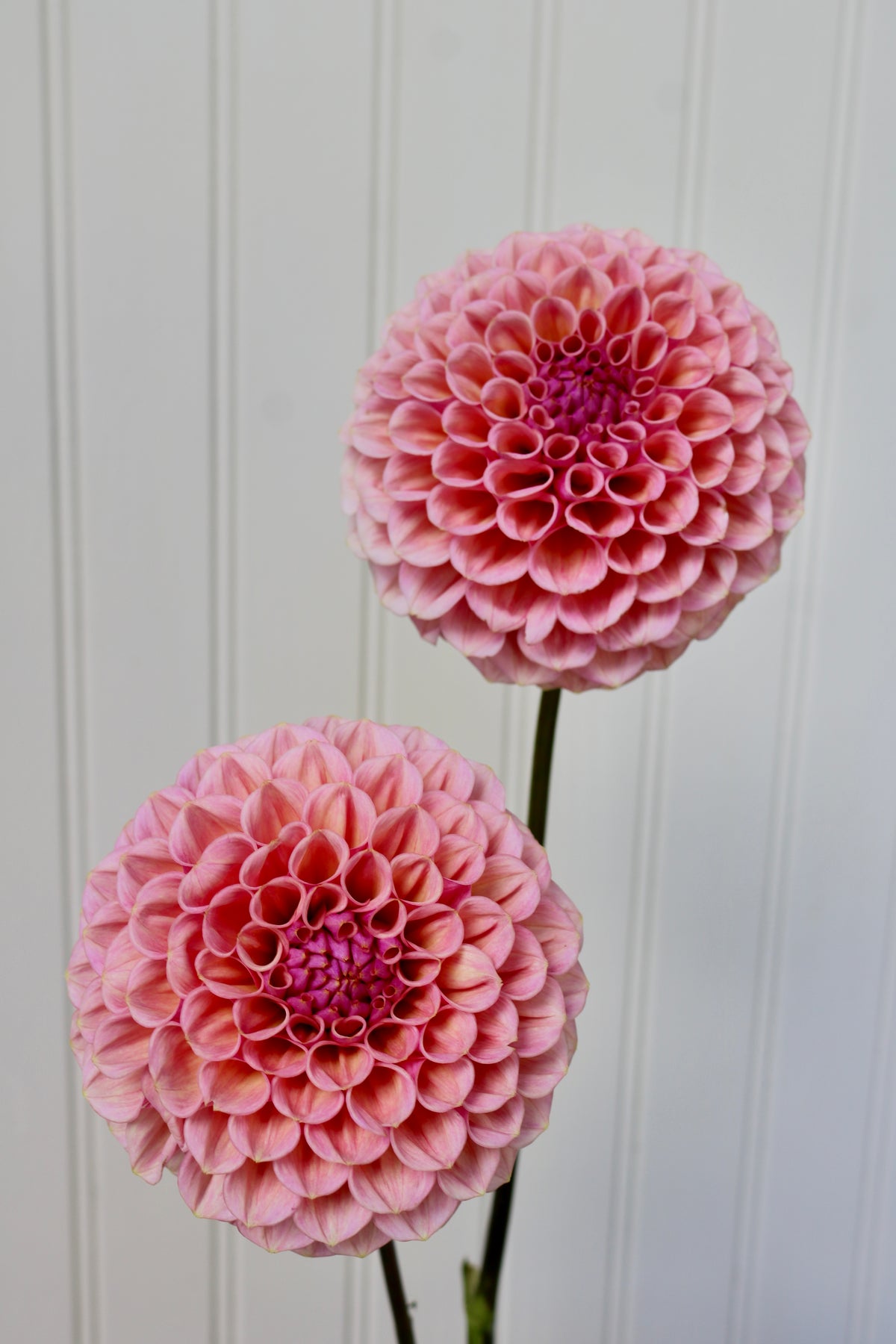 Bracken Rose