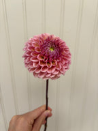 Bracken Rose