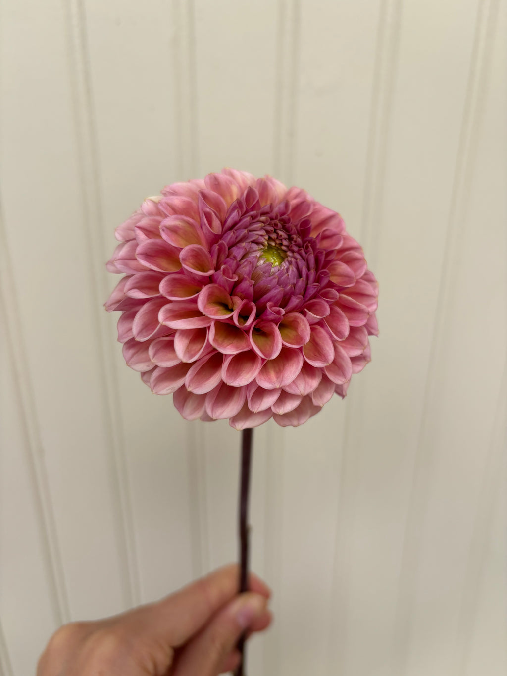 Bracken Rose