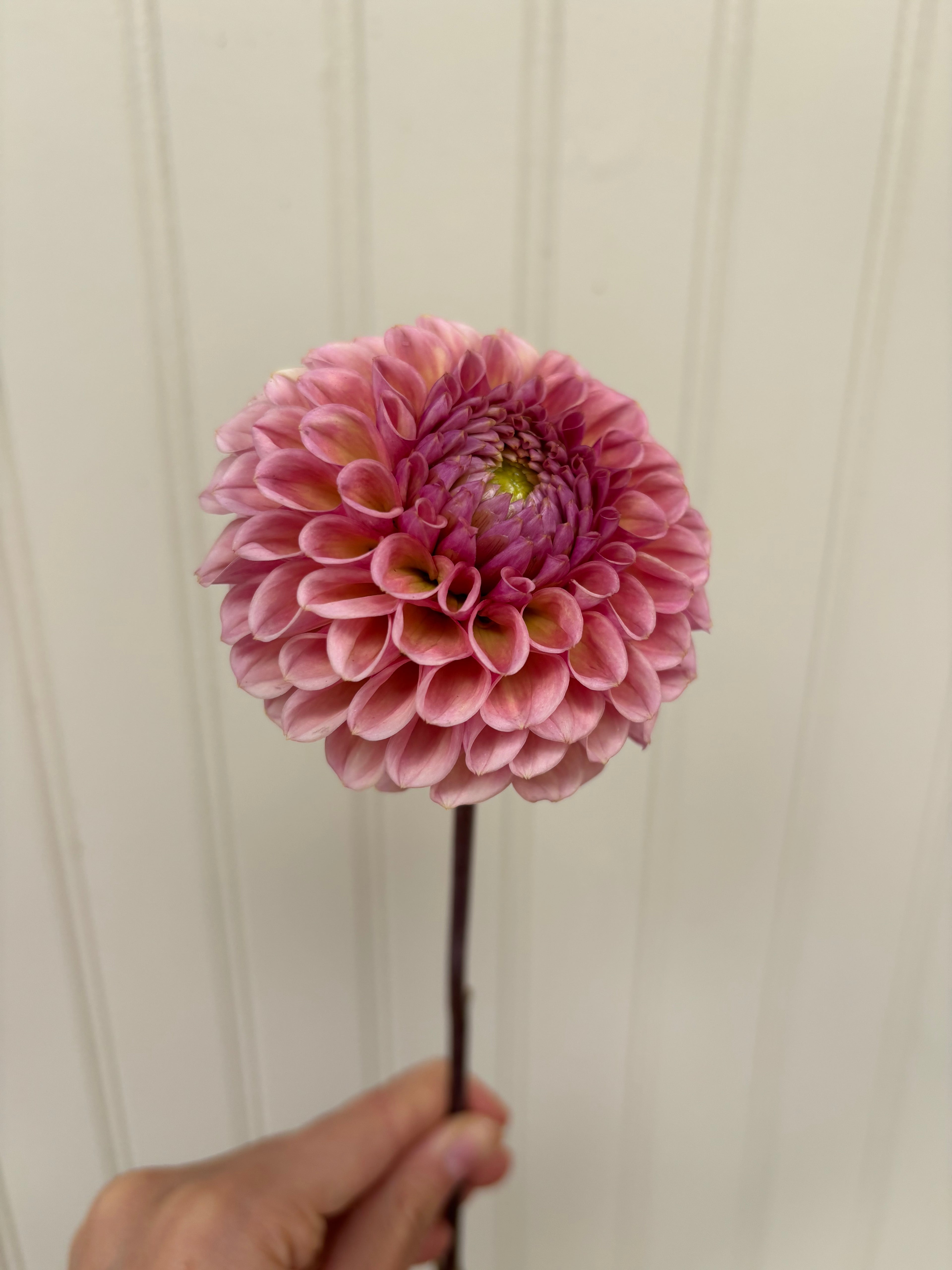 Bracken Rose