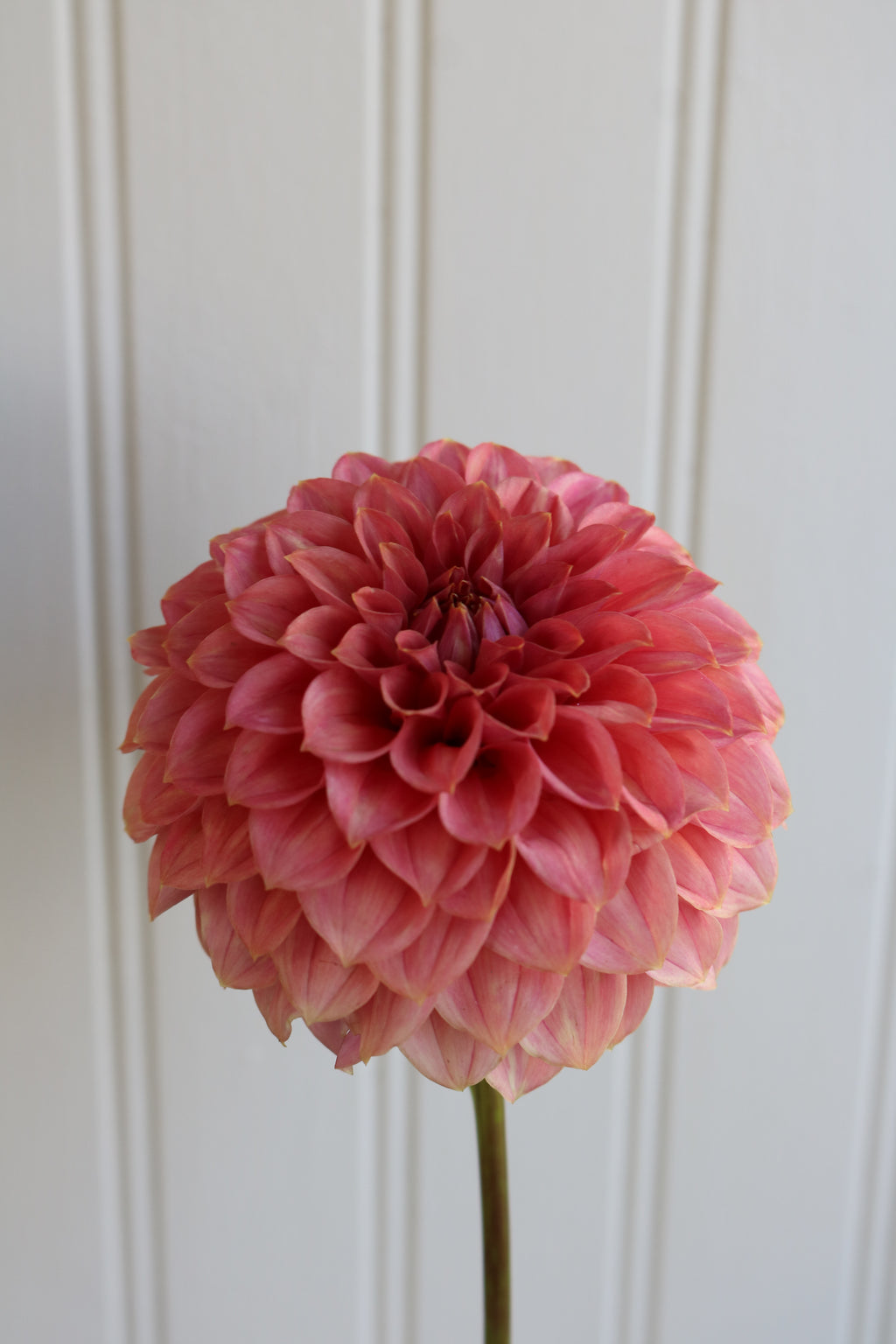 KA's™ Keltie Rose