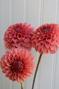 KA's™ Keltie Rose