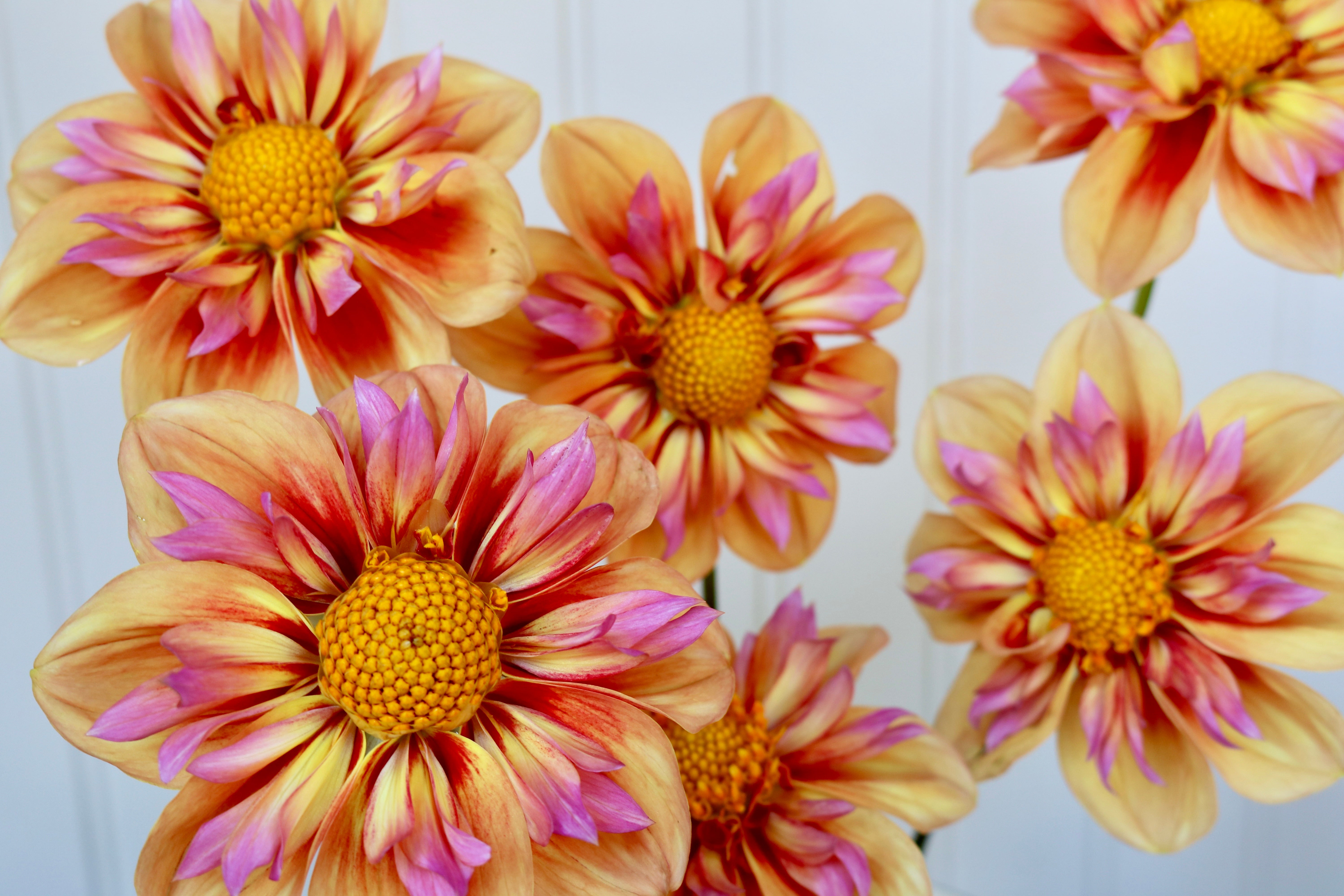 Close-up of several dahlia flowers with layered petals in warm yellow, peach, and pink, with bright yellow centers against a pale blue background. Dahlia variety is 'Orange Hype'