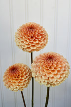 KA's™ Honeycomb