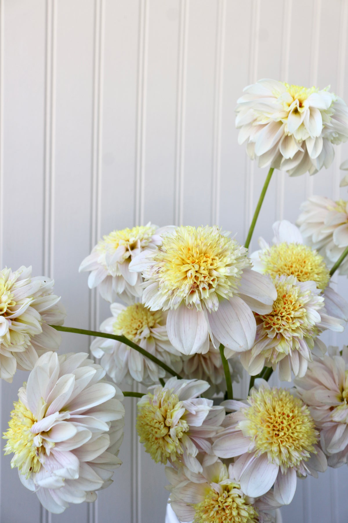 Mayberry's Petticoat