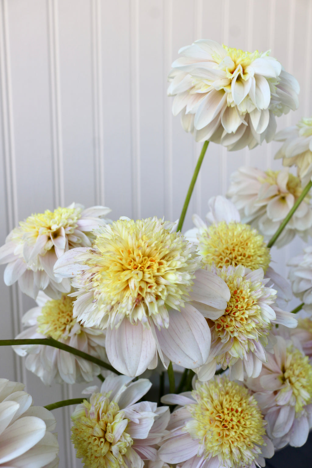 Mayberry's Petticoat
