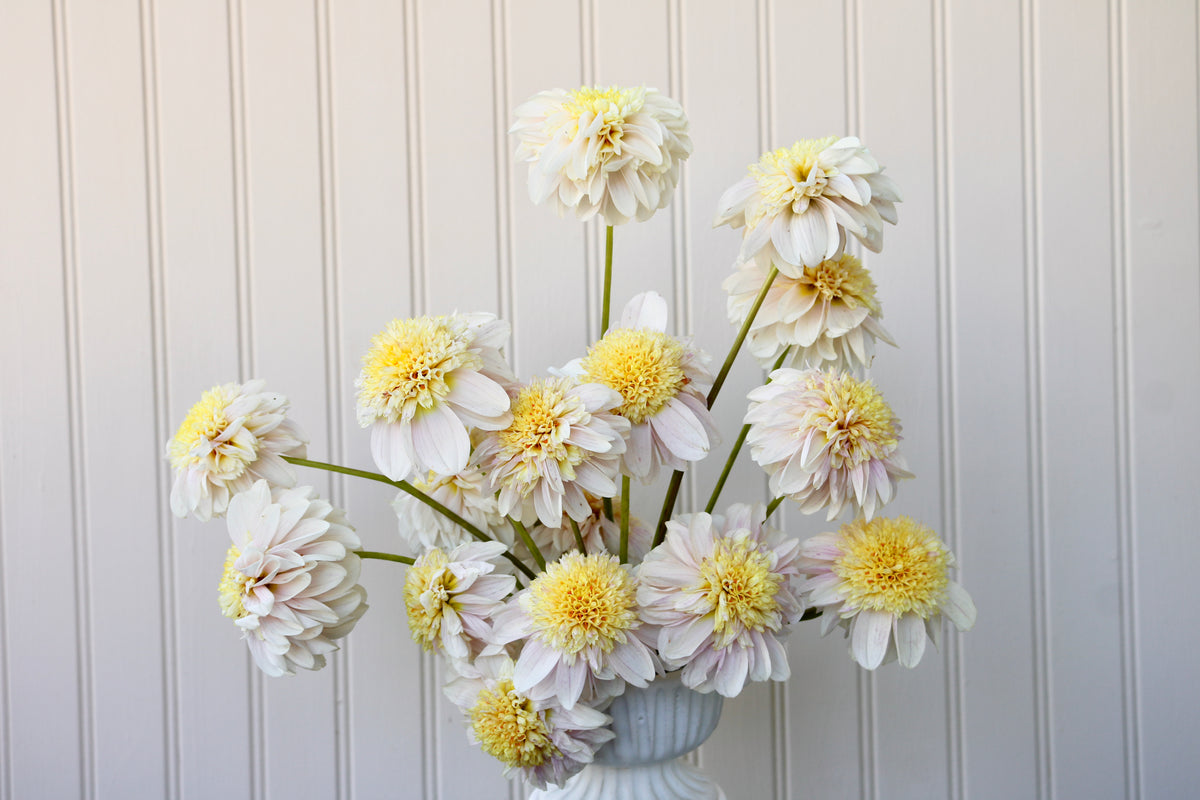 Mayberry's Petticoat