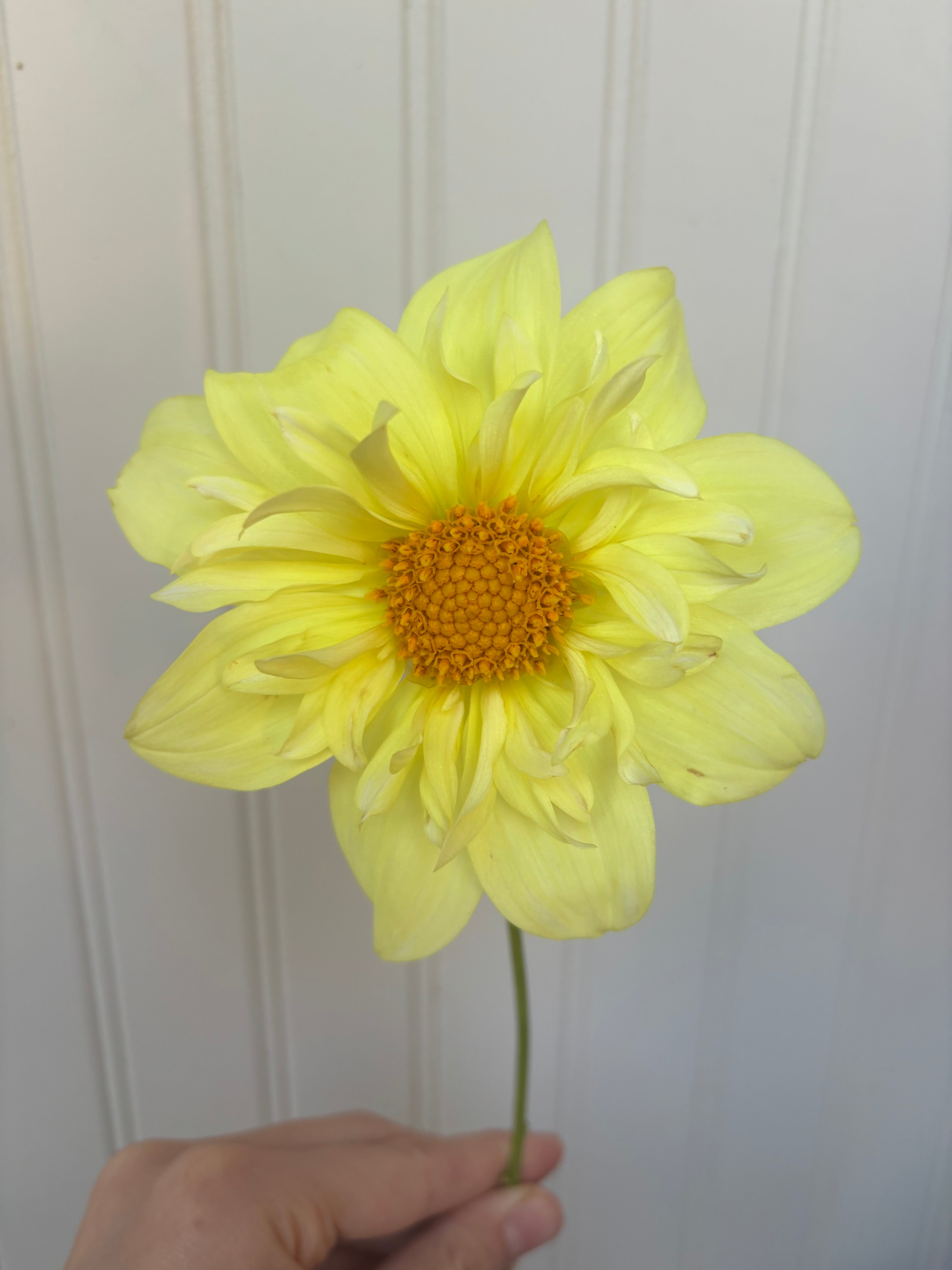 Yellow Bird