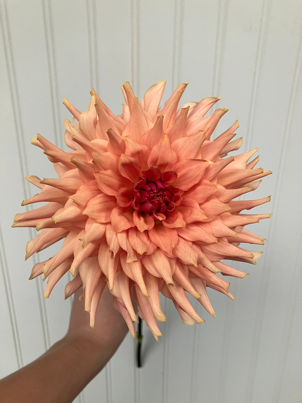 Terracotta
