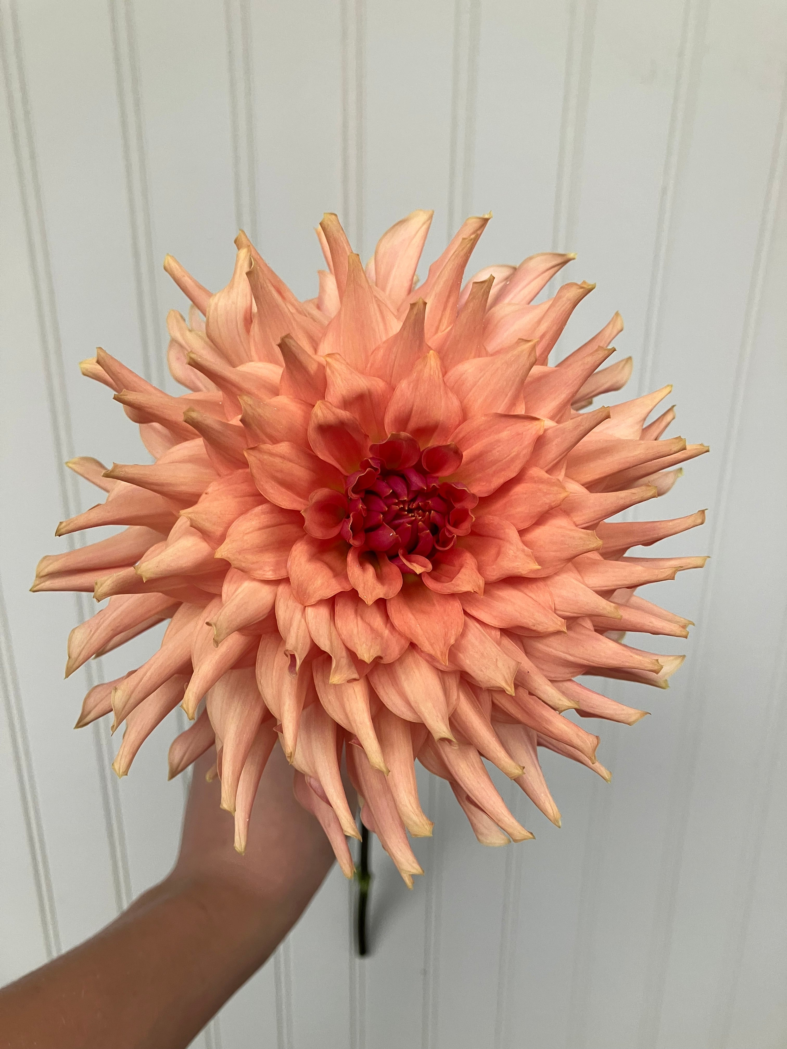 Terracotta
