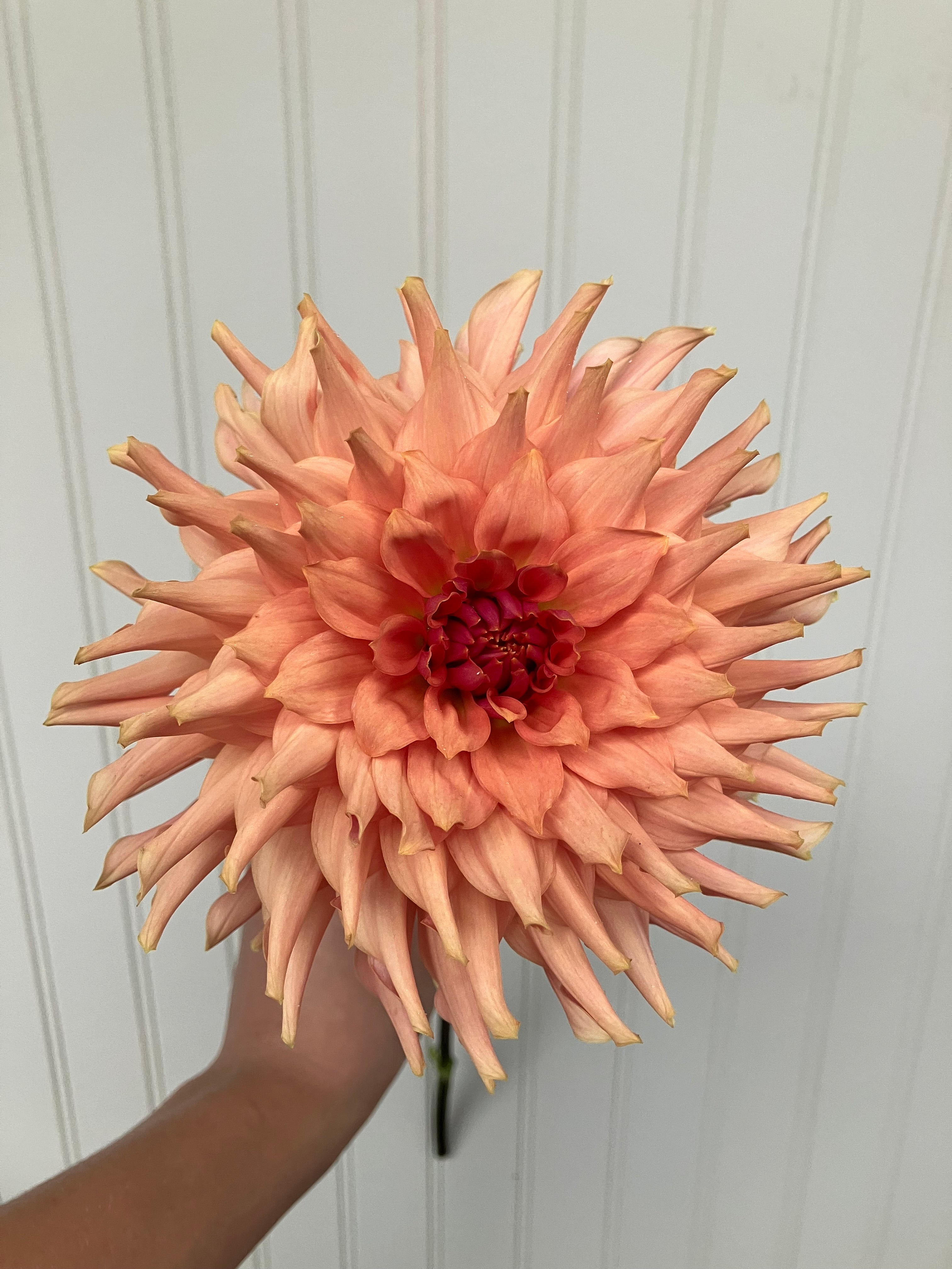 Terracotta