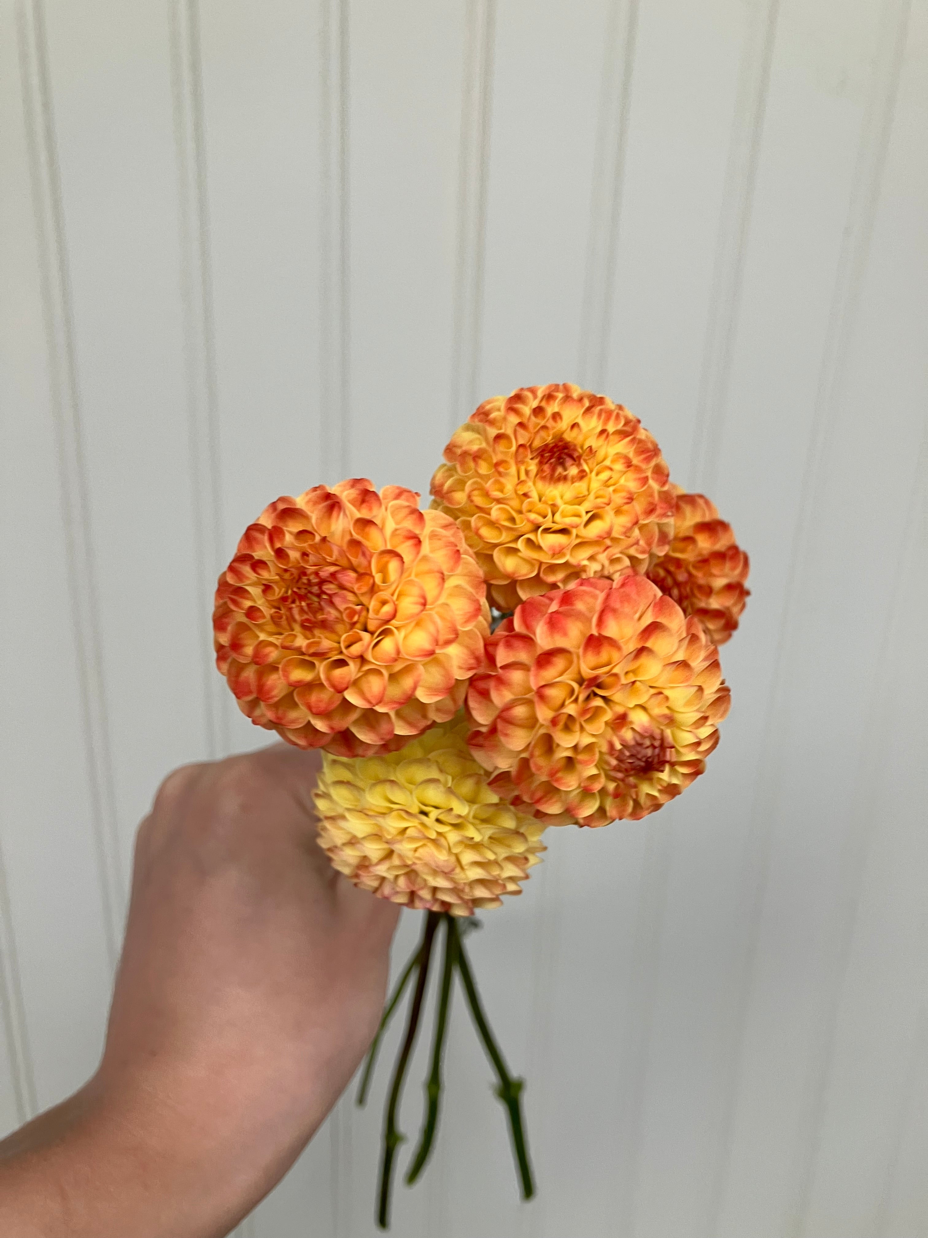 Ginger Willow