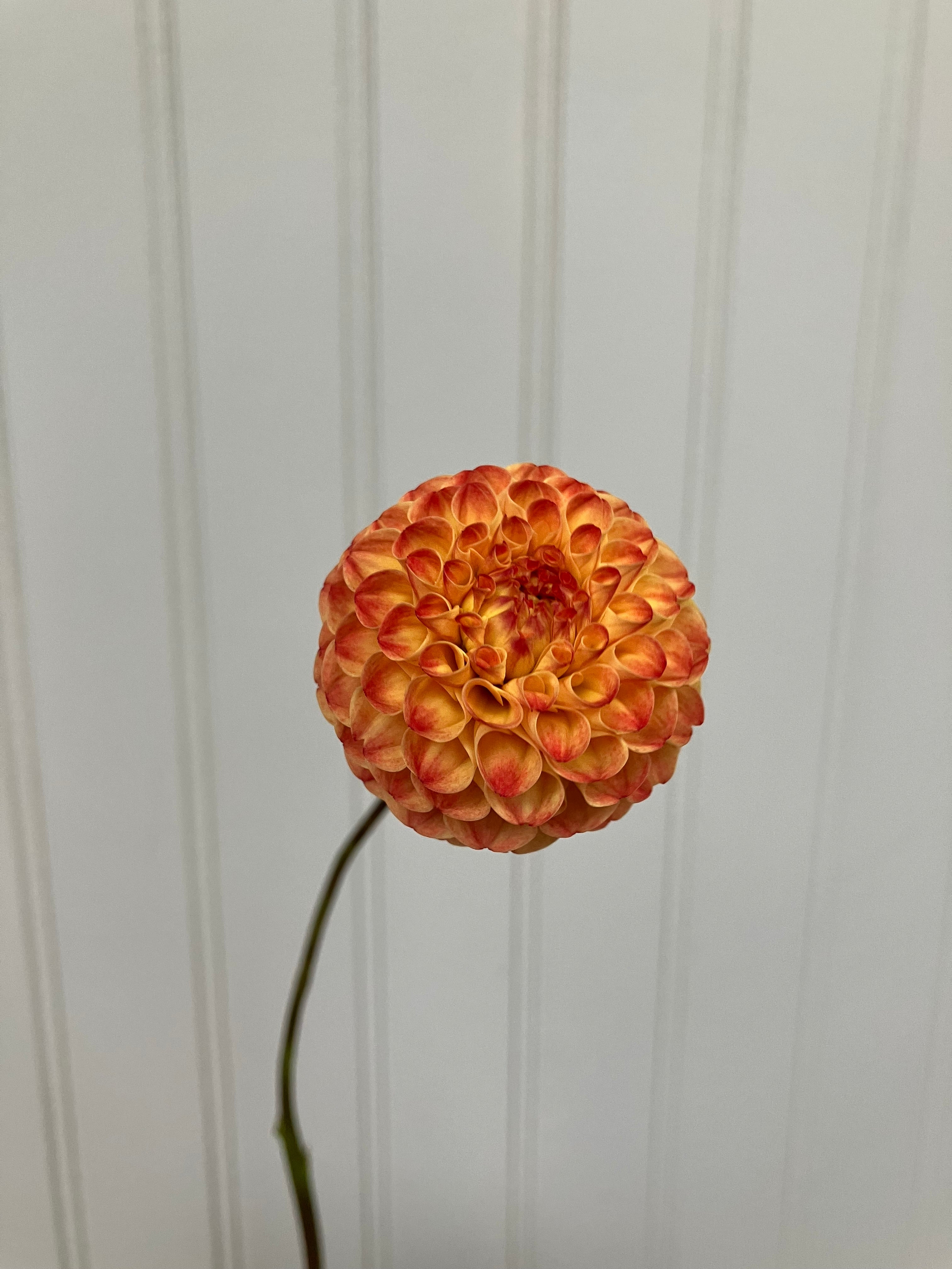 Ginger Willow