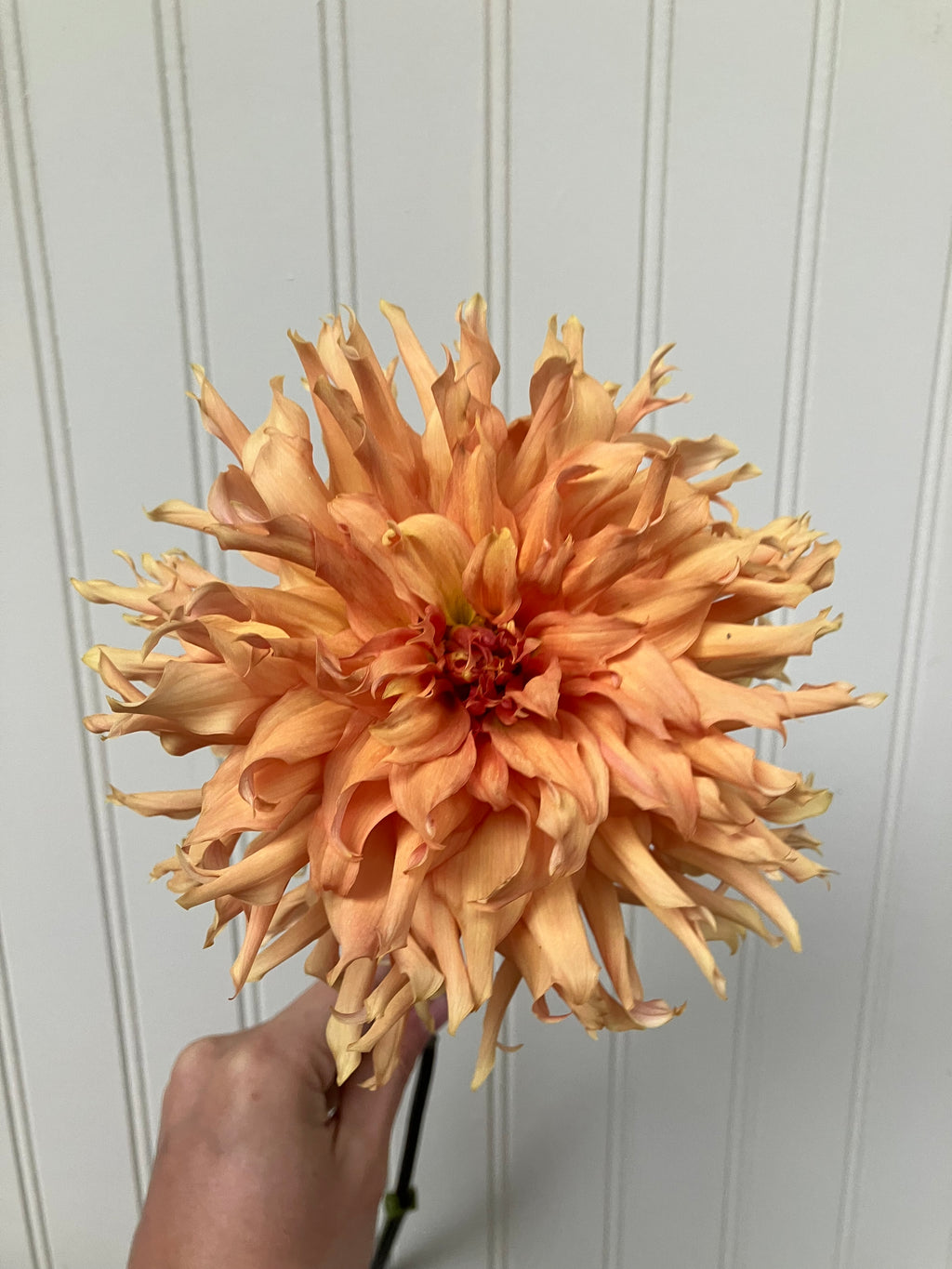 Shaggy Rust