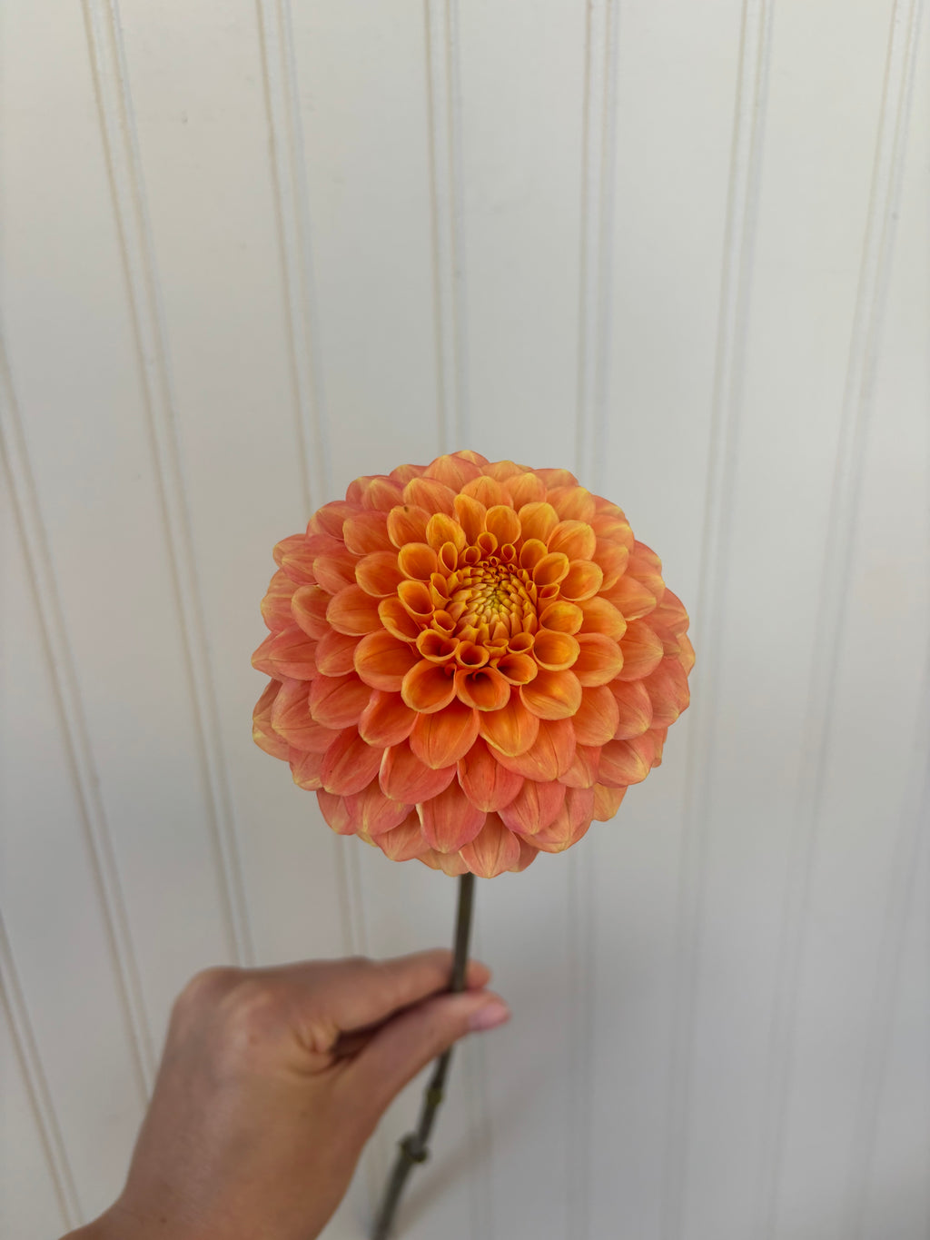 Camano Buz